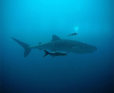 Komodo Island diving