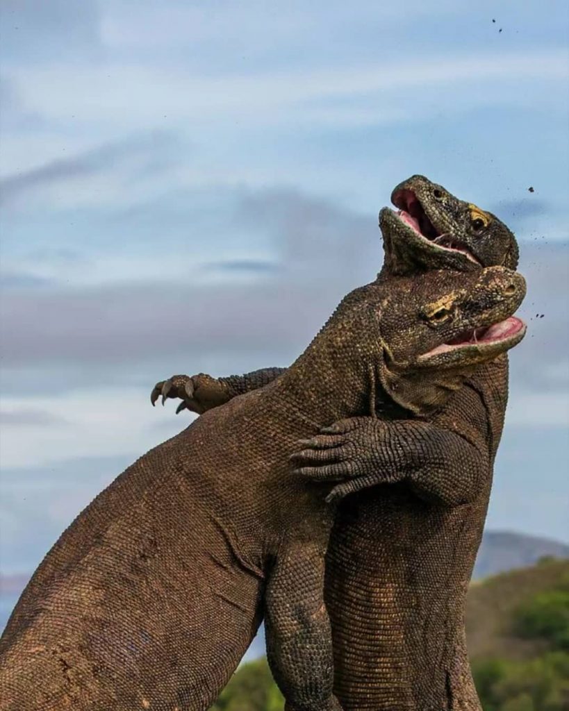 How to See More Dragons in Komodo Island Tour