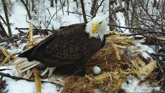 Decorah Bad Eagle Webcam in the United States