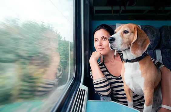 About Travelling With Pets You Should Consider﻿