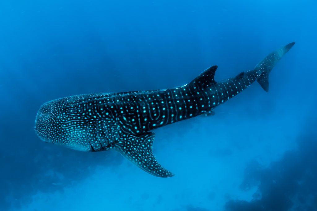 komodo diving - whale shark