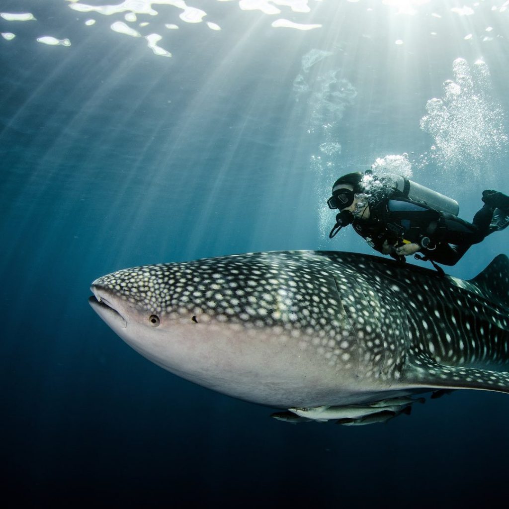 dicing with whaleshark