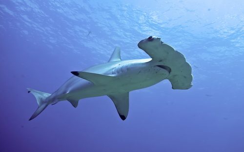 Shark safari in Belongas Bay - diving site Indonesia