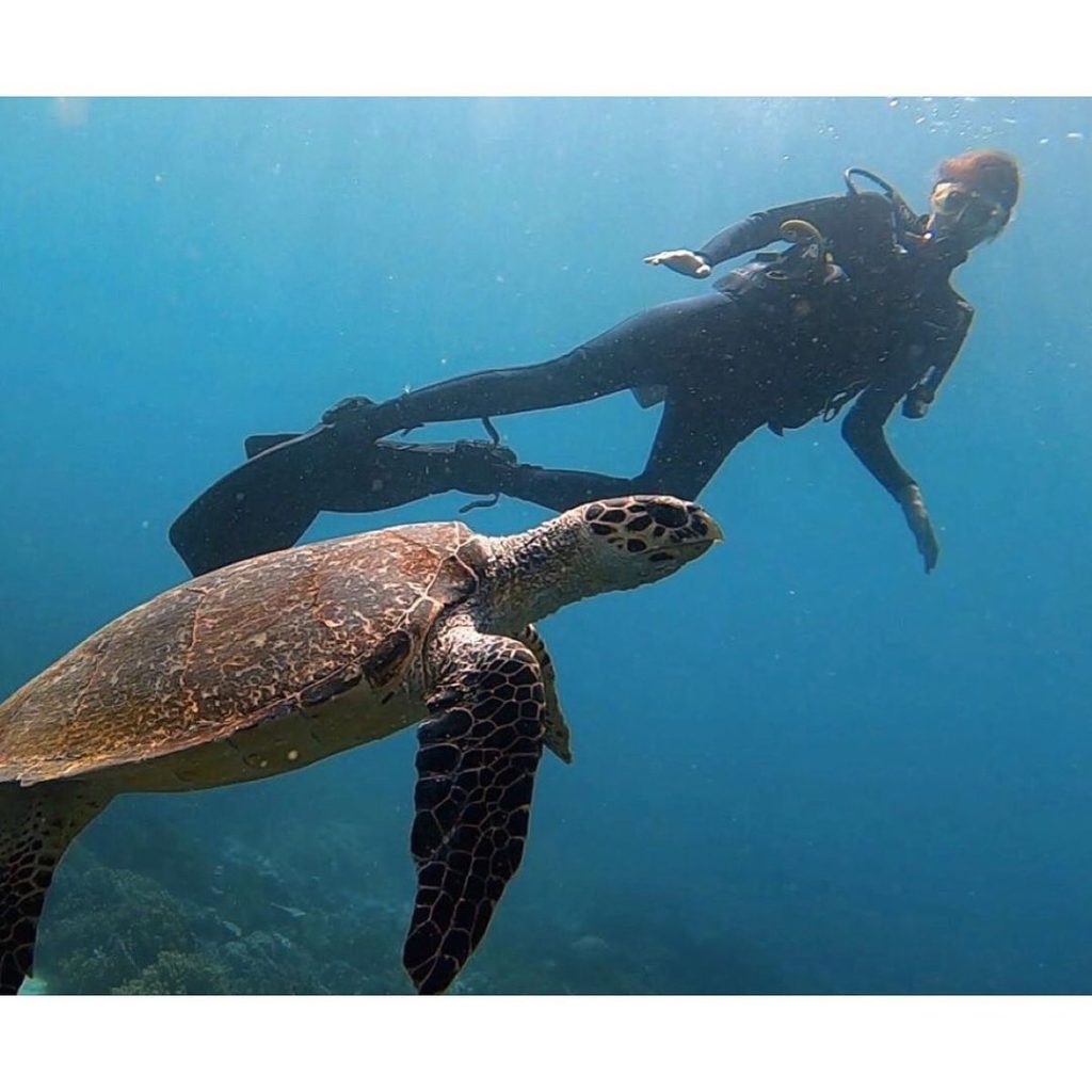 meet sea turtles on Komodo liveaboard snorkeling