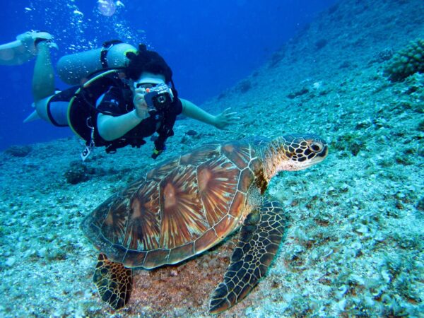 L’histoire du détroit de Lembeh comme destination de plongée