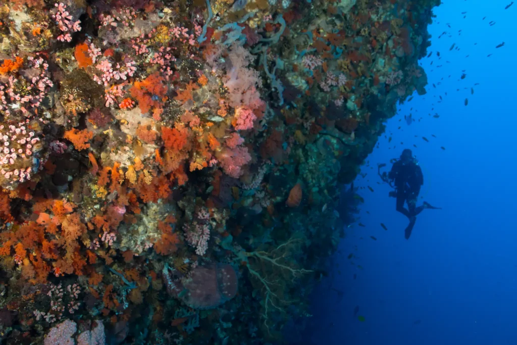 Banda Sea diving